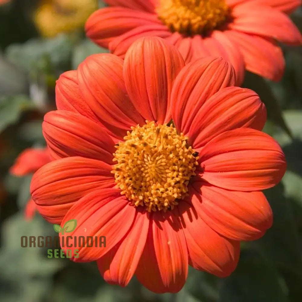 Graines de tournesol mexicain orange, fleurs vibrantes et résistantes pour des jardins qui attirent le regard