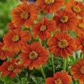 Graines de tournesol mexicain orange, fleurs vibrantes et résistantes pour des jardins qui attirent le regard
