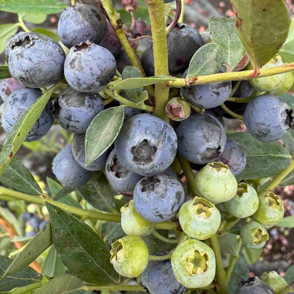Mini Blues Blueberry