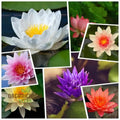 ミックスボウルロータスの種、園芸愛好家向けの植え付け用