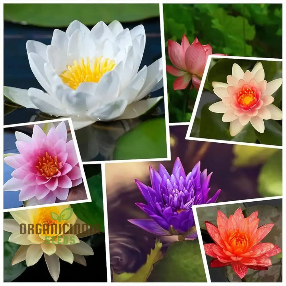 ミックスボウルロータスの種、園芸愛好家向けの植え付け用
