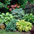 Hosta Seeds (Mixed Color Hosta Seeds) - Easy-Care Perennial for Pots and Gardens