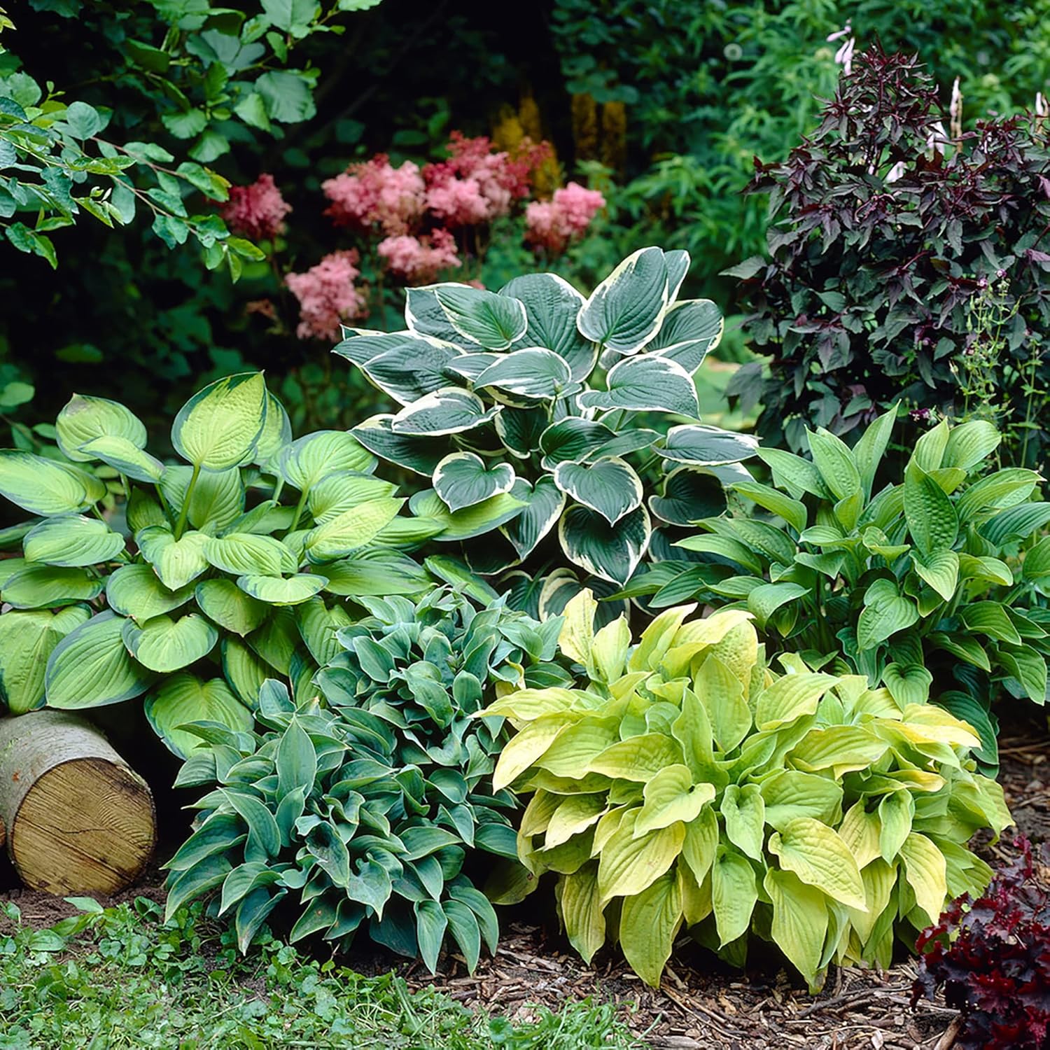 Hosta Seeds (Mixed Color Hosta Seeds) - Easy-Care Perennial for Pots and Gardens
