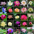 Mixed Bowl Lotus Seeds for Planting