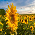 Graines de tournesol Moulin Rouge, superbes fleurs rouge foncé pour un jardin exceptionnel