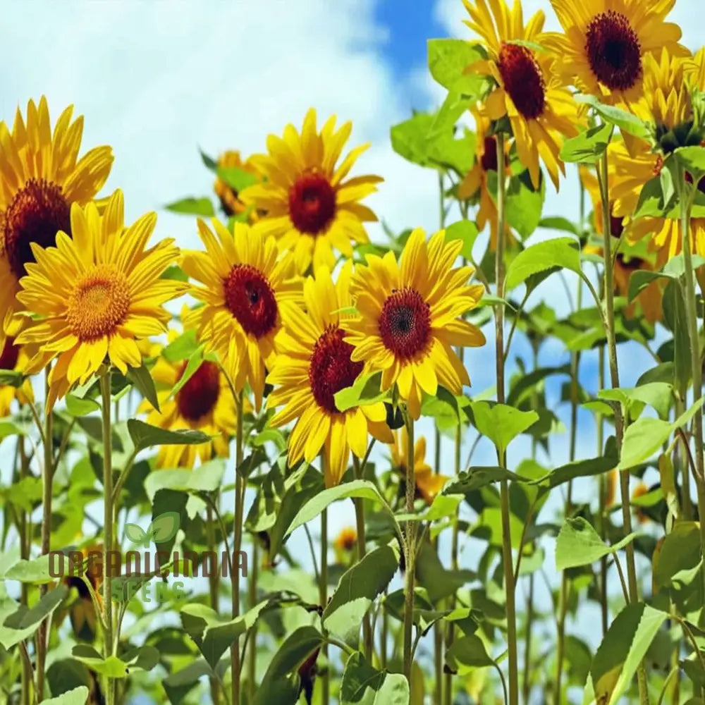 Graines de tournesol Moulin Rouge, superbes fleurs rouge foncé pour un jardin exceptionnel