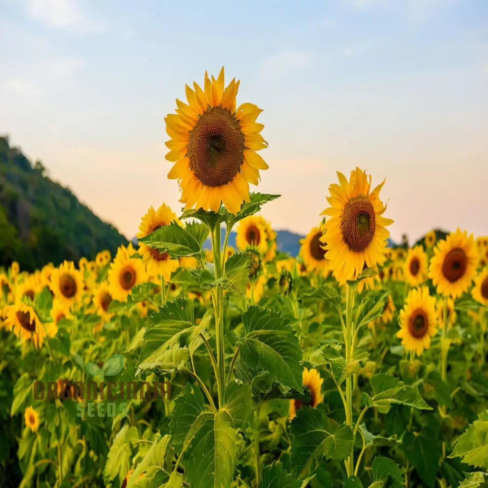 Graines de tournesol Moulin Rouge, superbes fleurs rouge foncé pour un jardin exceptionnel