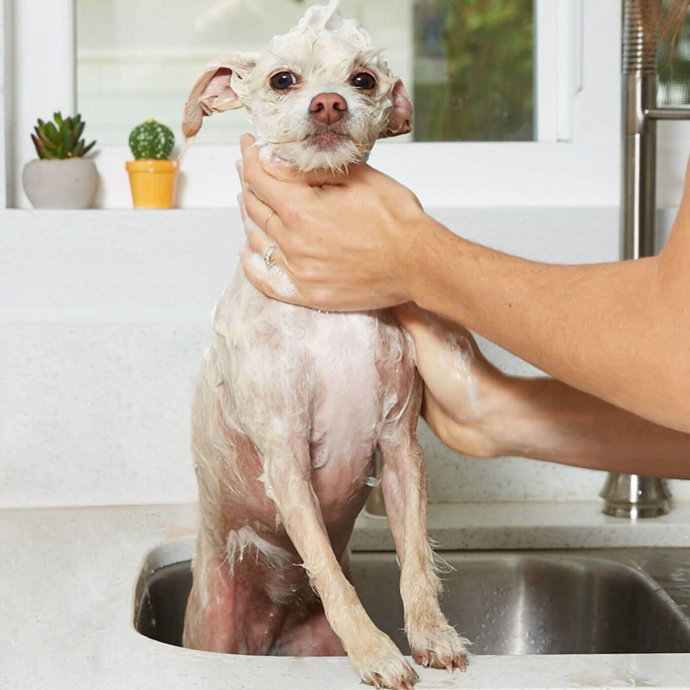 Shampooing Naturel à l'Avoine - Bidon de 3,78 litres