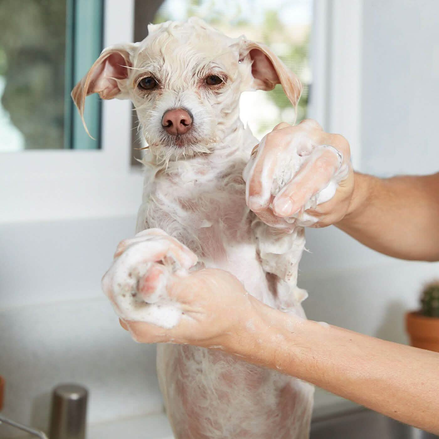 Shampooing Naturel à l'Avoine - Bidon de 3,78 litres