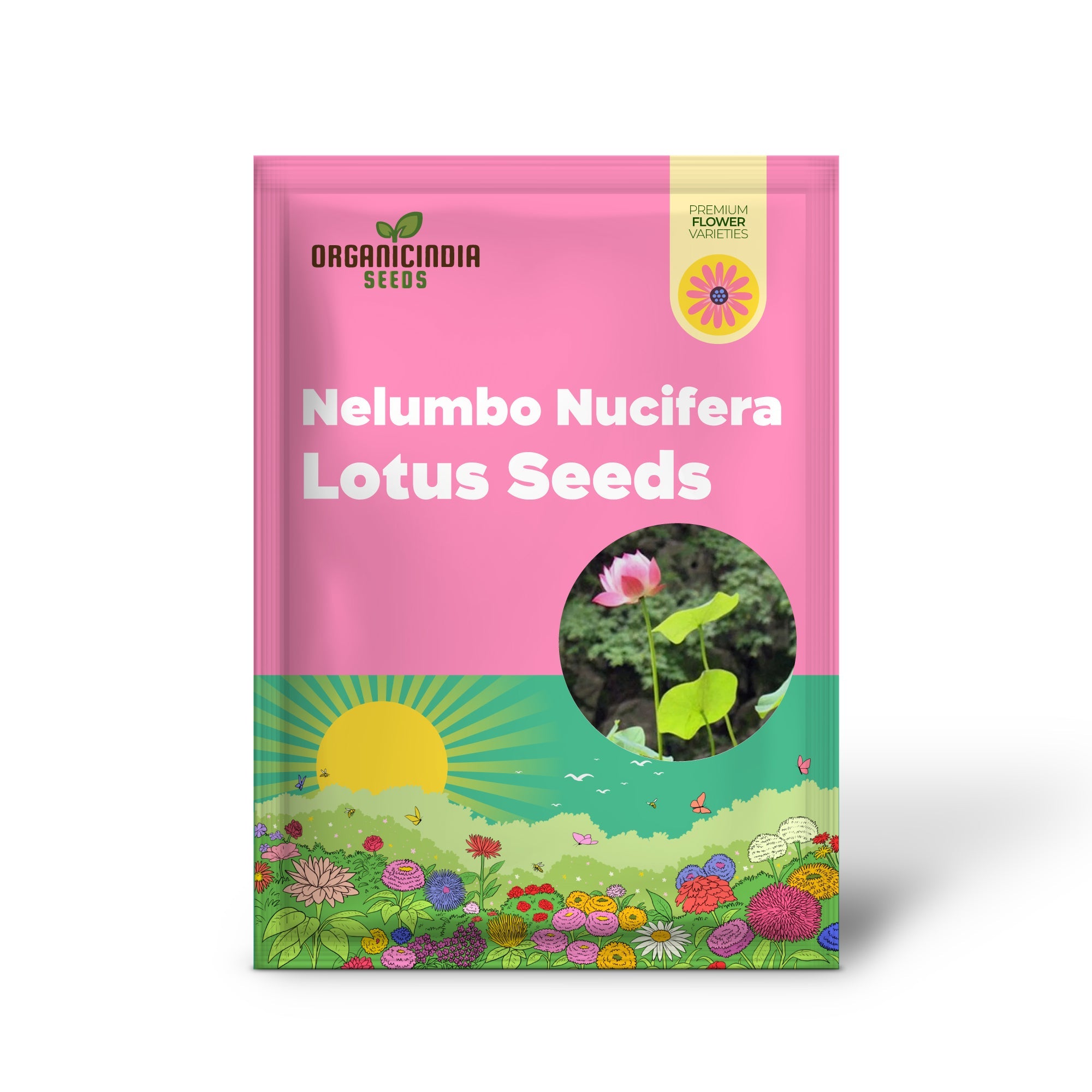 Pink Lotus Seeds – Nelumbo Nucifera Water Plant