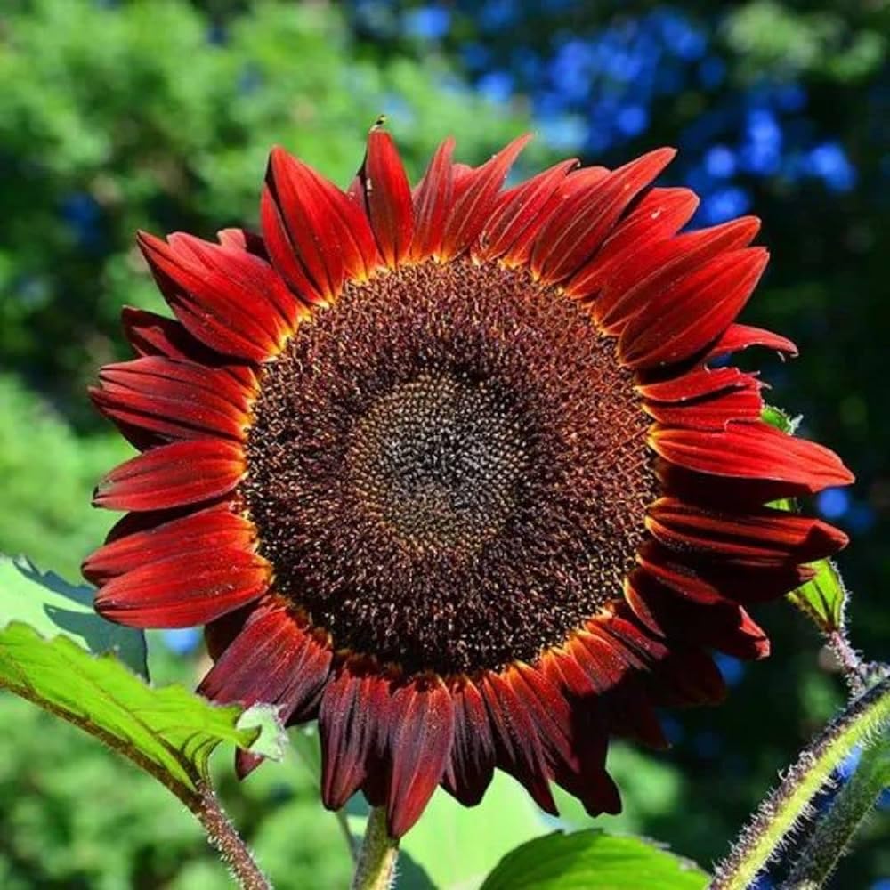 Autumn Beauty Sunflower Seeds – Multi-Colored Garden Blooms