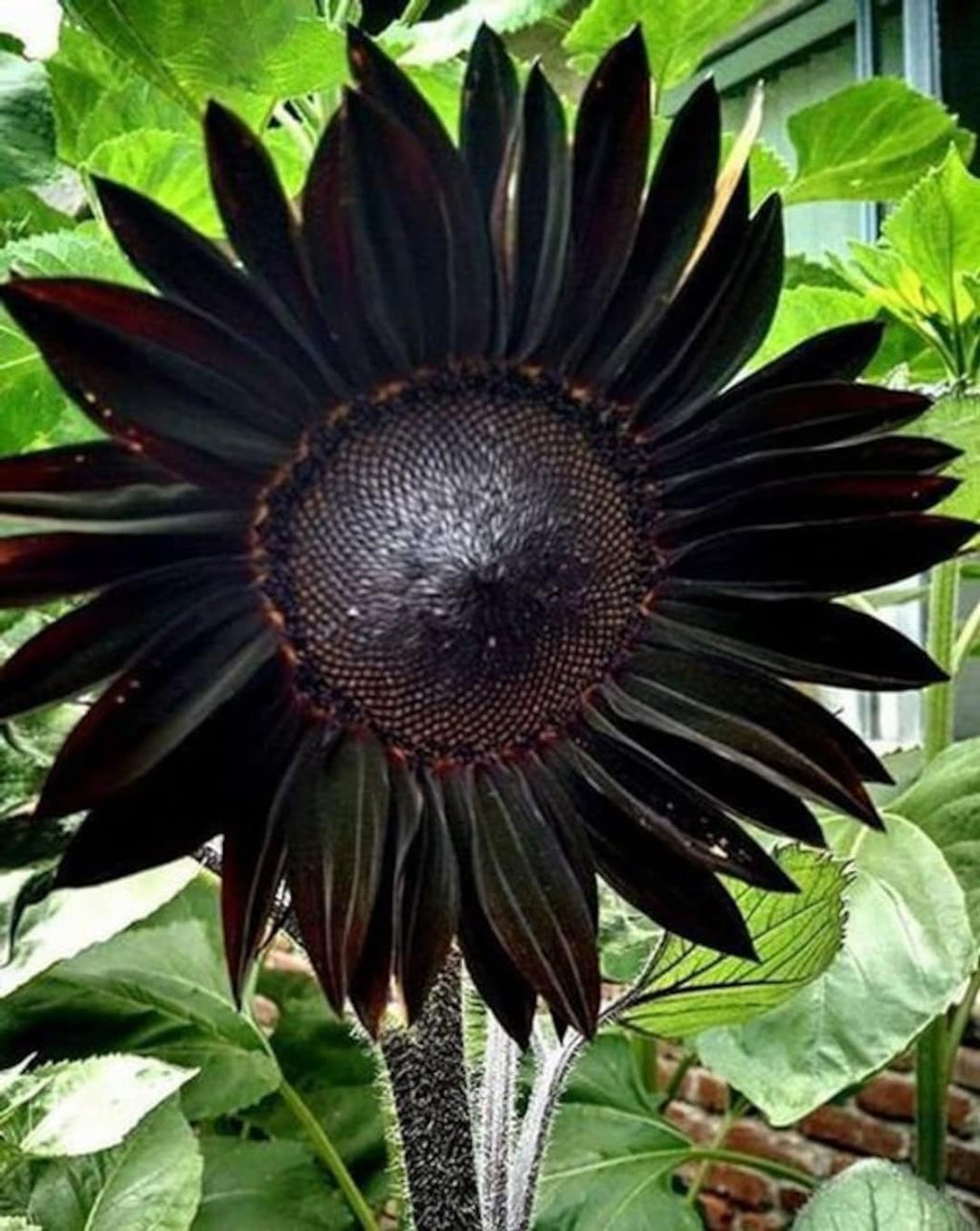 Graines de tournesol Noir Profond Frais pour la Plantation - Croissance de Jardin pour 50 Pièces