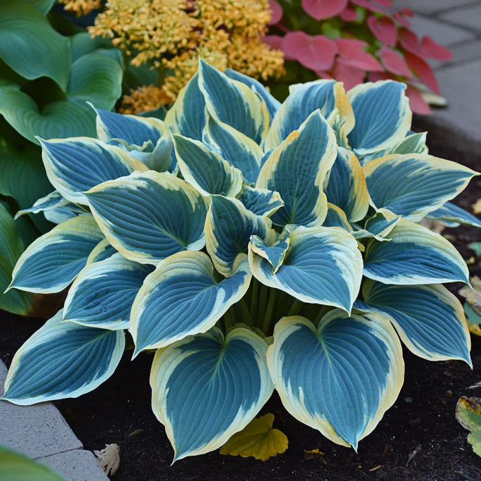 Rare Blue Variegated Hosta Seeds – Blue-Green Leaves with White & Yellow Margins for Shade Gardens