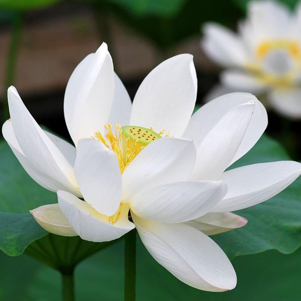 Graines de lotus (graines de lotus bonsaï à bouche ouverte) - Fleurs de nénuphar décoratives compactes