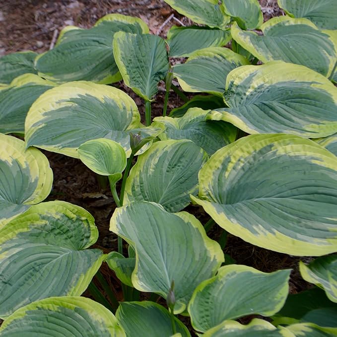 Earth Angel Hosta Seeds – Perennial Green Foliage for Shaded Gardens