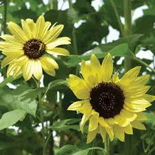 Graines de Tournesol Jaune Citron – Fleurs Pastel Douces pour Jardins et Bouquets