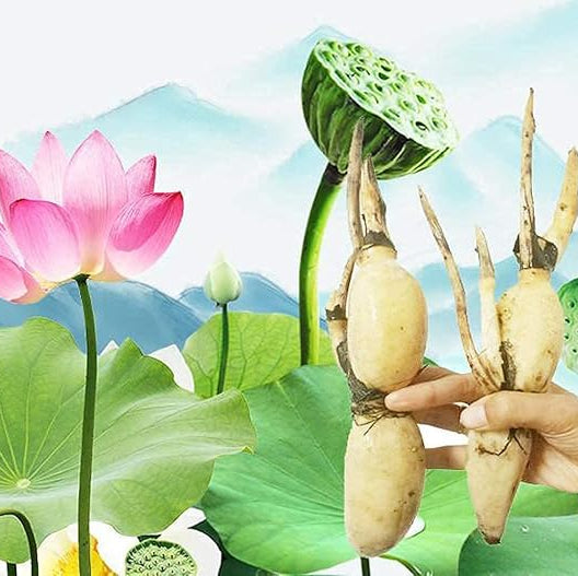 Graines de lotus pour planter une plante comestible, cultiver de belles fleurs et racines de lotus pour votre jardin, graines de légumes bio et saines