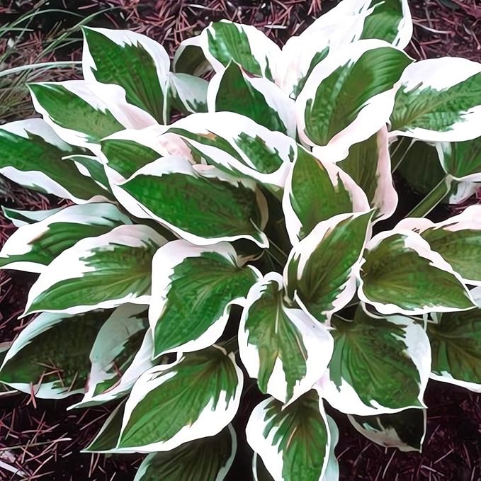 Patriot Hosta Seeds – Perennial Shade-Loving Foliage Plant for Borders & Landscaping