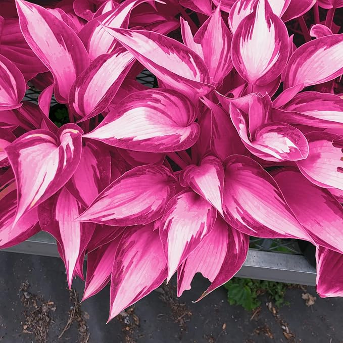 Pink White Hosta Seeds – Variegated Shade-Loving Perennial for Borders & Gardens