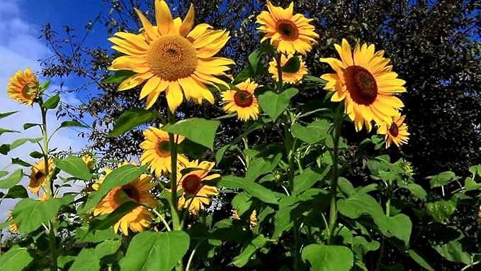Sunflower Seed Mix – Premium Garden Blooms for Planting