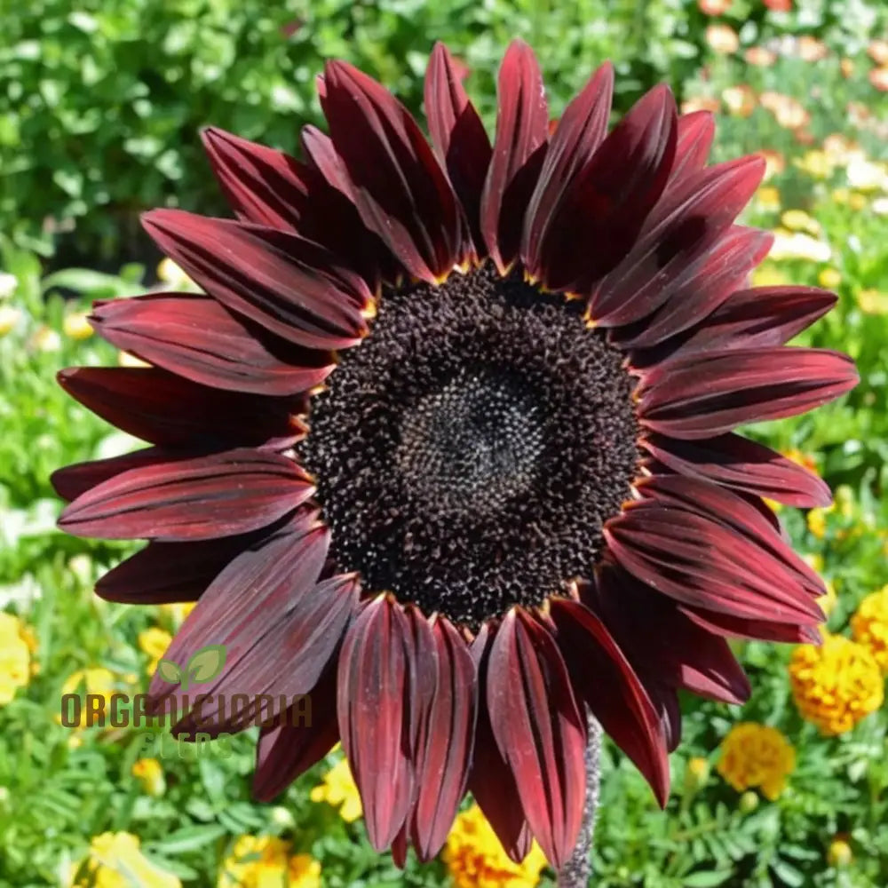 Cherry Chocolate Sunflower Seeds – Vibrant Garden Blooms