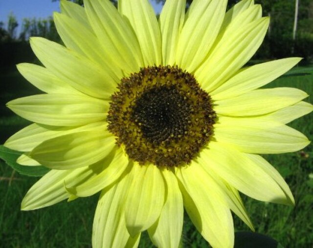 Graines de Tournesol Jaune Citron – Fleurs Pastel Douces pour Jardins et Bouquets
