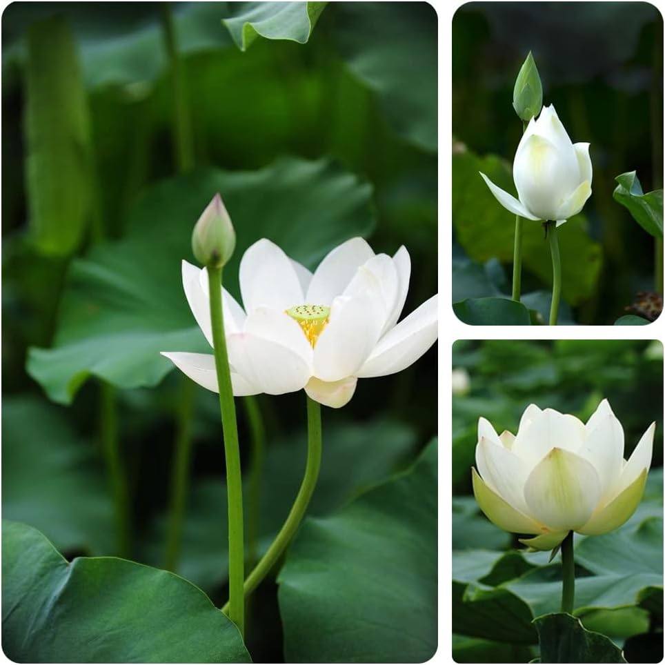 Graines de lotus (graines de lotus bonsaï à bouche ouverte) - Fleurs de nénuphar décoratives compactes