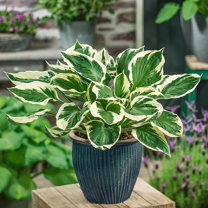 Patriot Hosta Seeds – Perennial Shade-Loving Foliage Plant for Borders & Landscaping