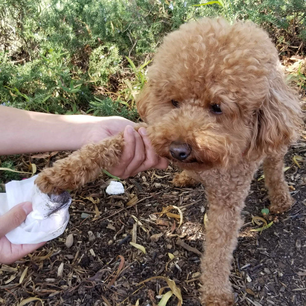 Lingettes nettoyantes et désodorisantes hypoallergéniques Paws & Pals