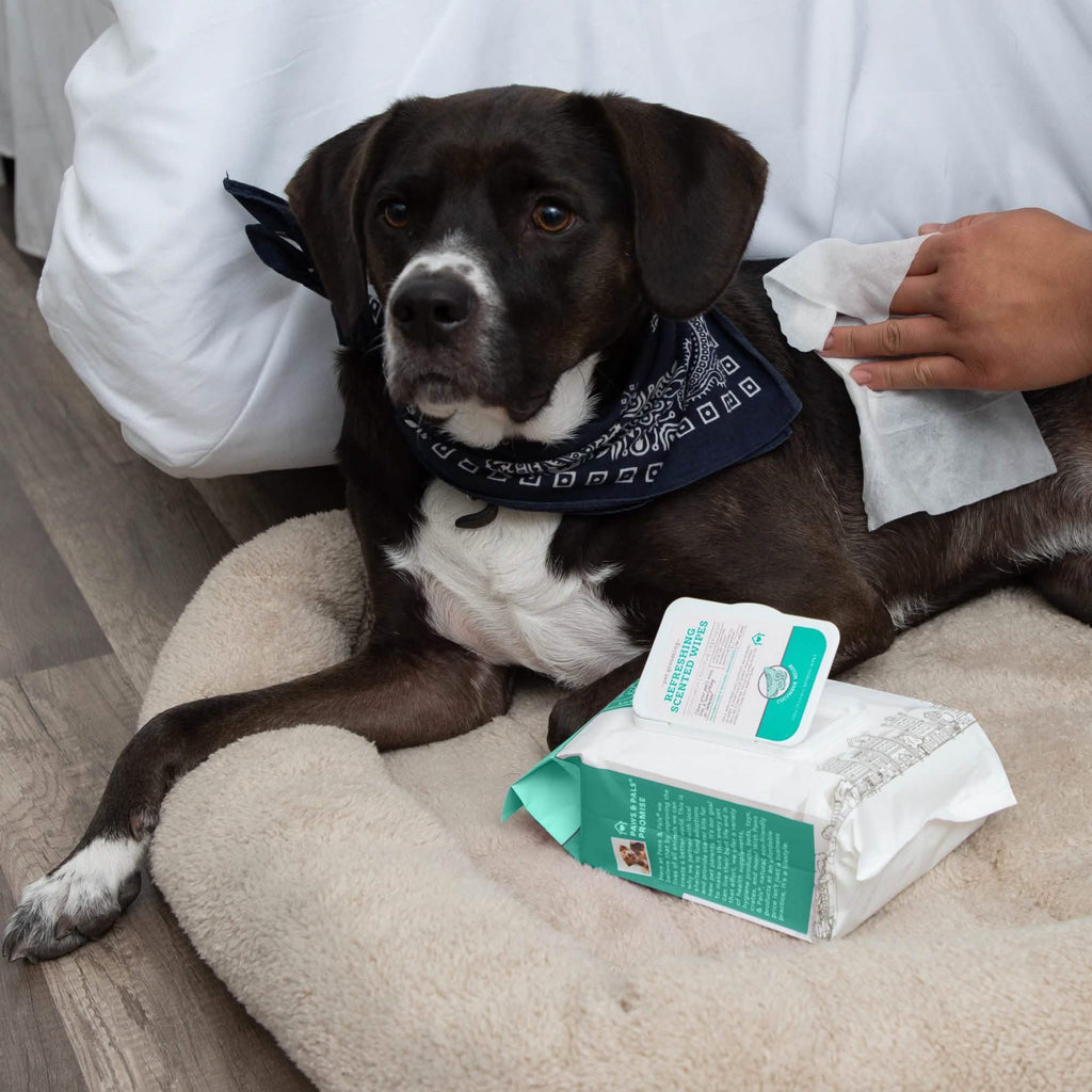 Lingettes nettoyantes et désodorisantes hypoallergéniques Paws & Pals