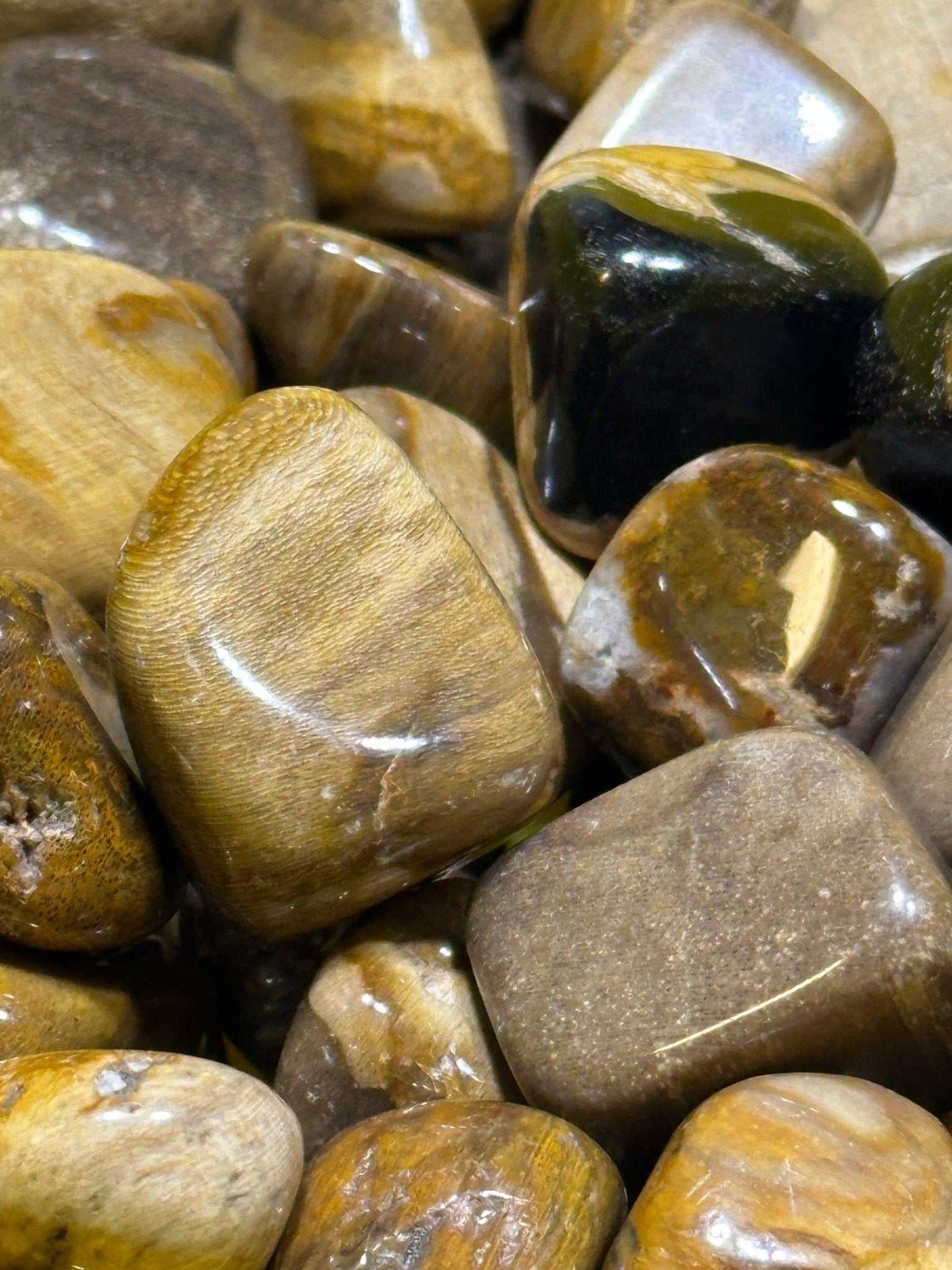Petrified Wood Tumbled Stone