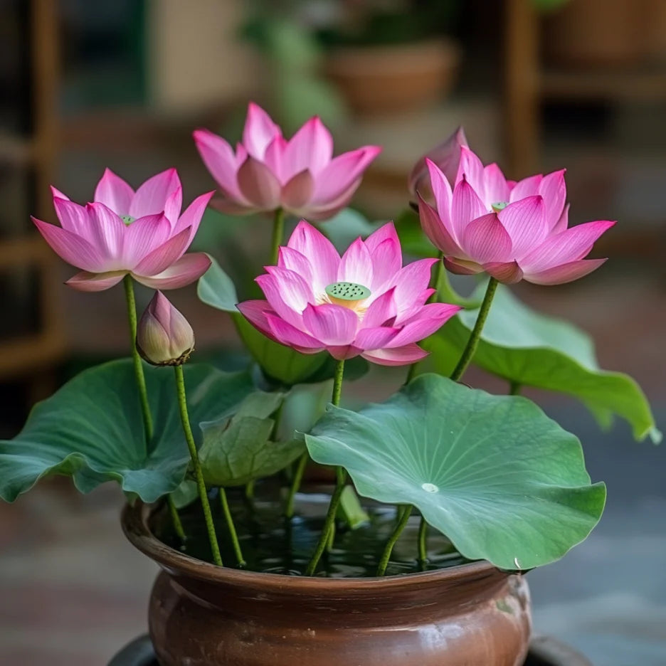 Pink Lotus Seeds – Exotic Water Garden Blooms for Ponds & Containers