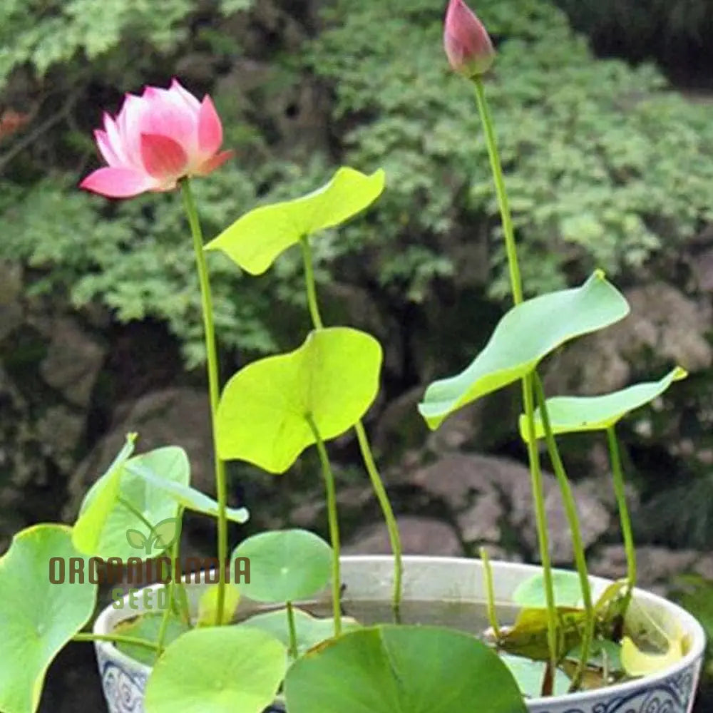 Pink Lotus Seeds – Nelumbo Nucifera Water Plant
