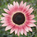 Pink Sunflower Seeds – Unique Soft Pink Blooms for Gardens & Cut Flowers