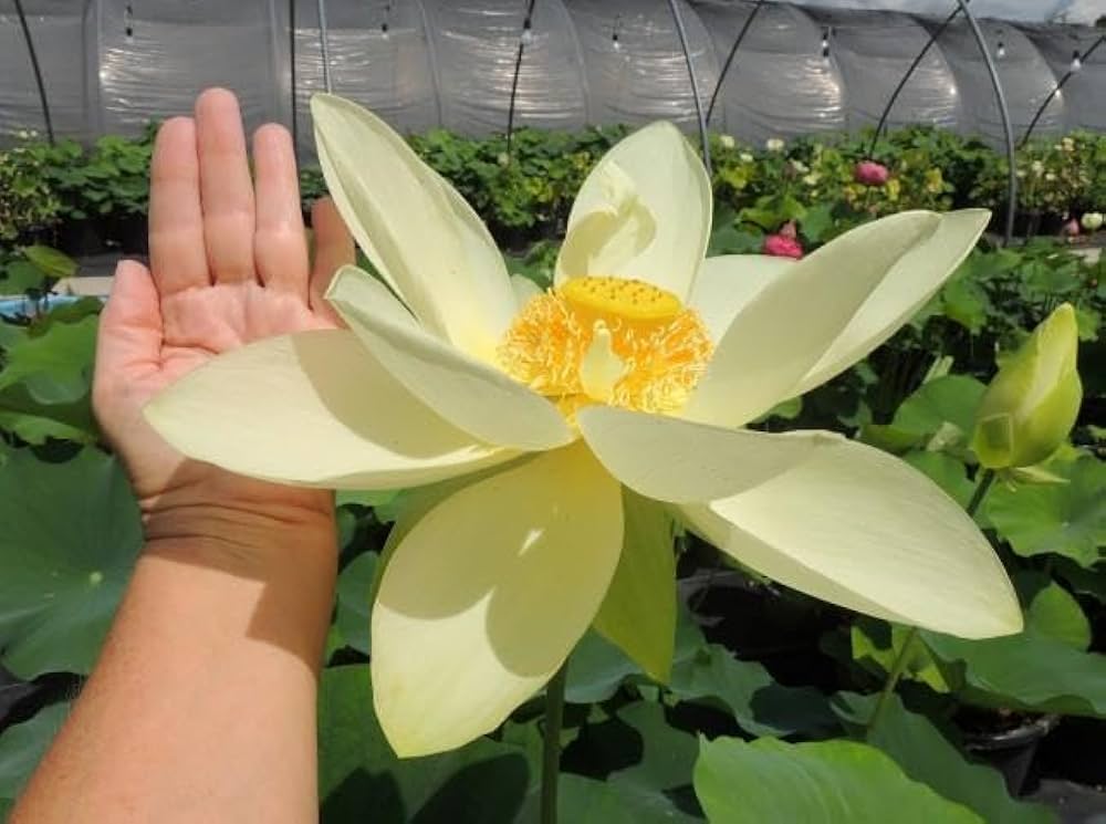 ロータスの種（ジャンボサンバーストロータスの種）- 美しい庭の花