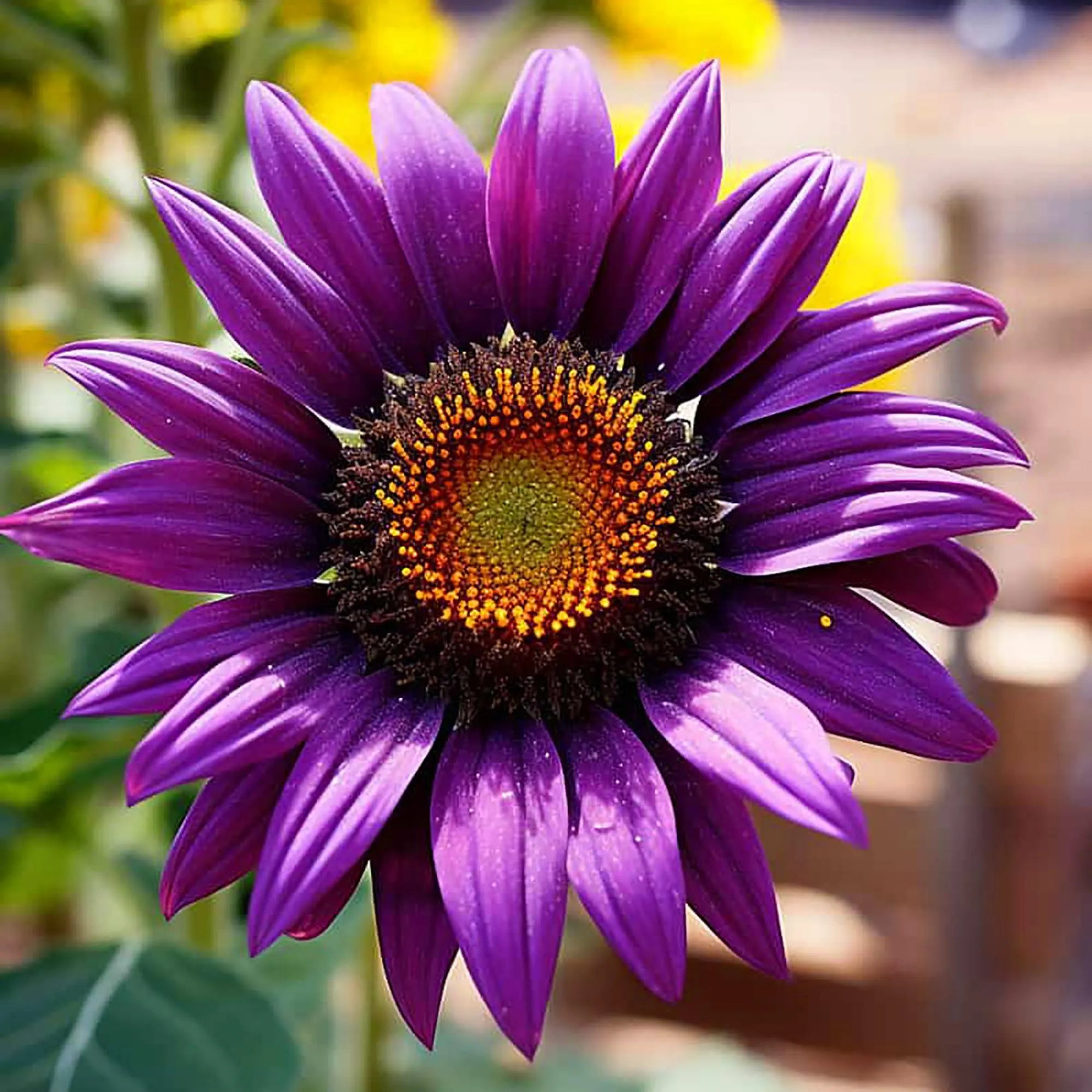 Graines de tournesol violet – Fleurs rares aux couleurs éclatantes pour jardins et paysages