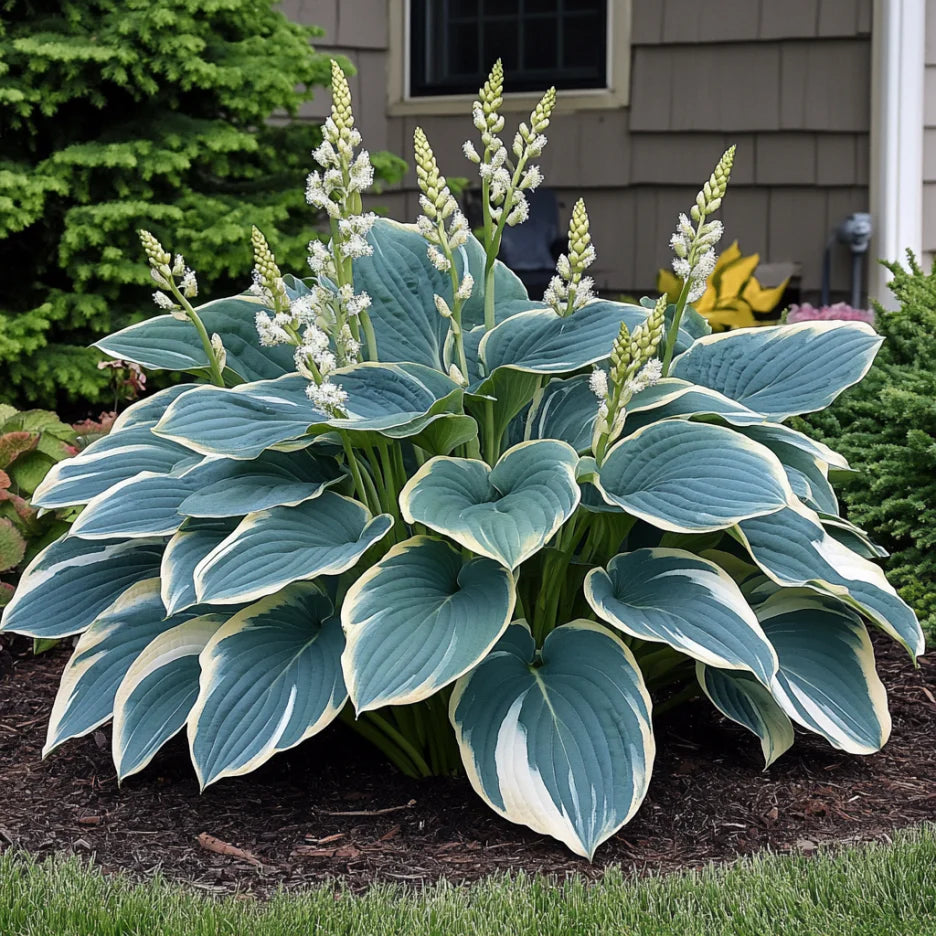 Rare Blue Variegated Hosta Seeds – Blue-Green Leaves with White & Yellow Margins for Shade Gardens