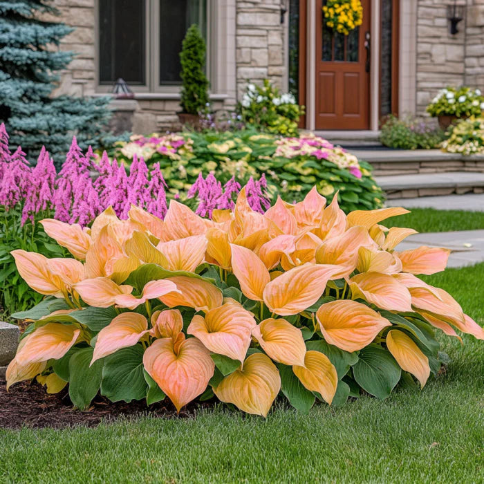 Graines de Hosta rares orange et rose – Couleurs de feuillage hybrides uniques pour jardins ombragés