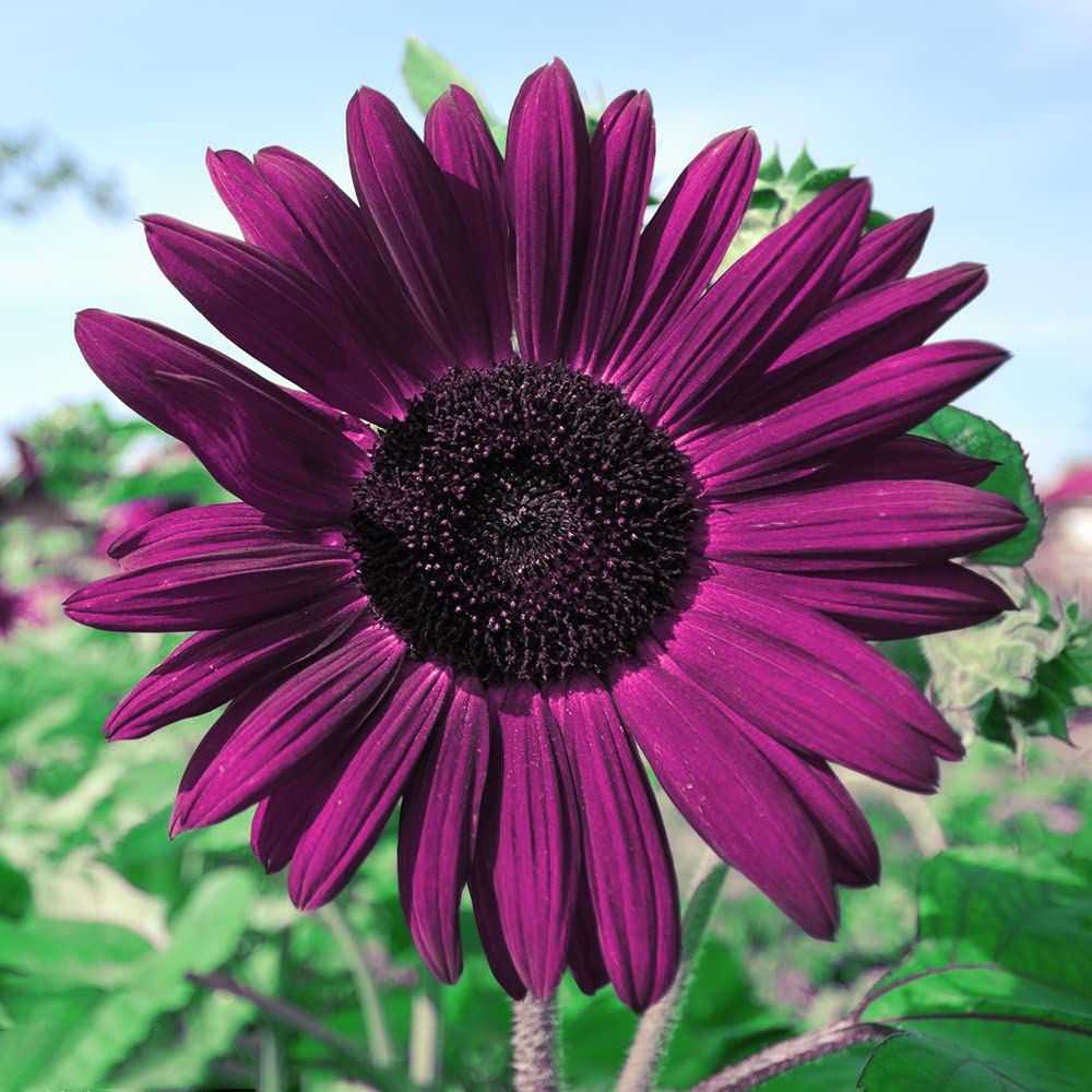 Graines de tournesol violet – Fleurs rares aux couleurs éclatantes pour jardins et paysages