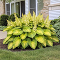 Graines rares d'Hosta Jaune Or – Feuillage Vert Citron Vif et Doré d'Ombre