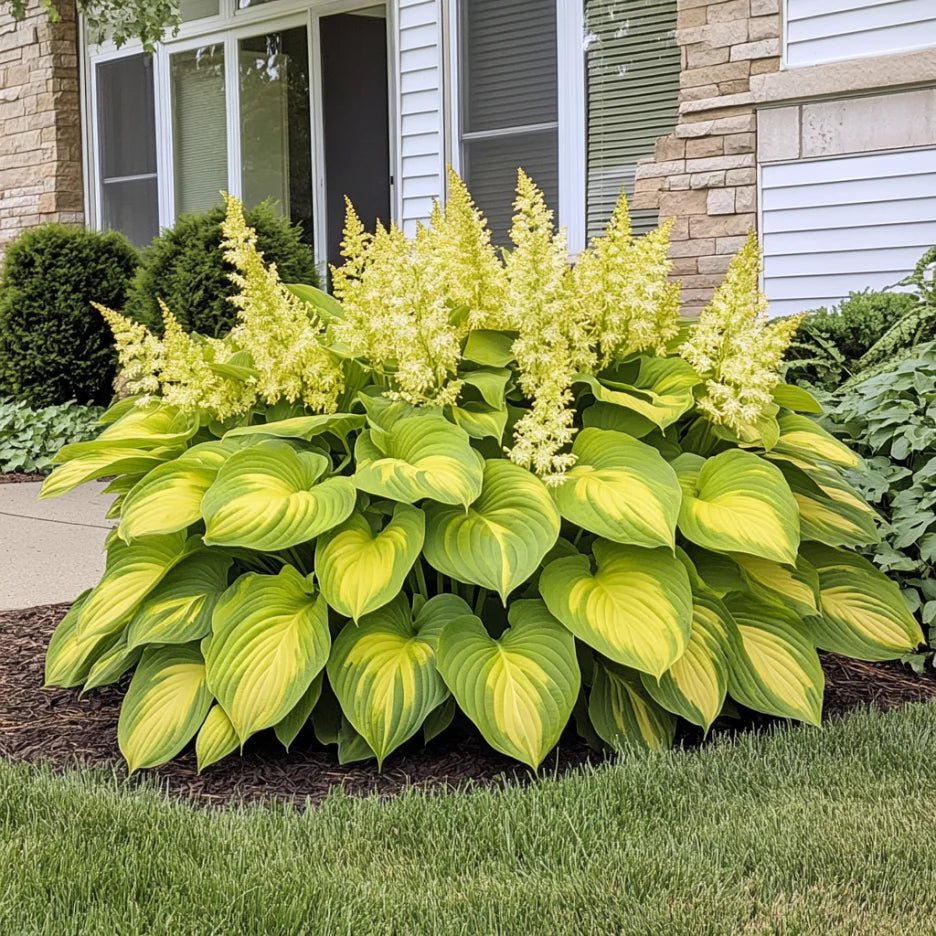 Graines rares d'Hosta Jaune Or – Feuillage Vert Citron Vif et Doré d'Ombre