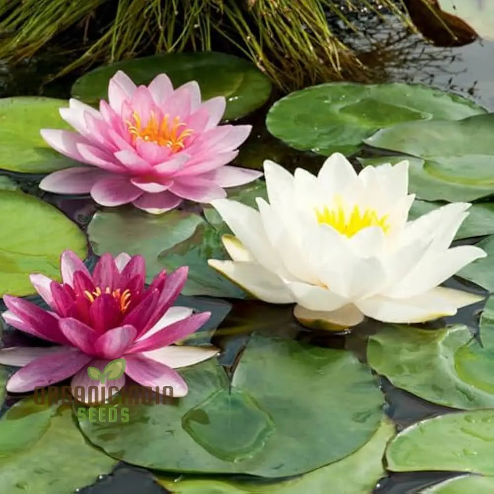 Waterlily Lotus Kamal Flower Seeds for Home Garden , Eco Pack (Red), Non GMO Flower Seeds for Gardening and Planting  Ideal for Home Garden Enthusiasts Seeking Beautiful Blooms