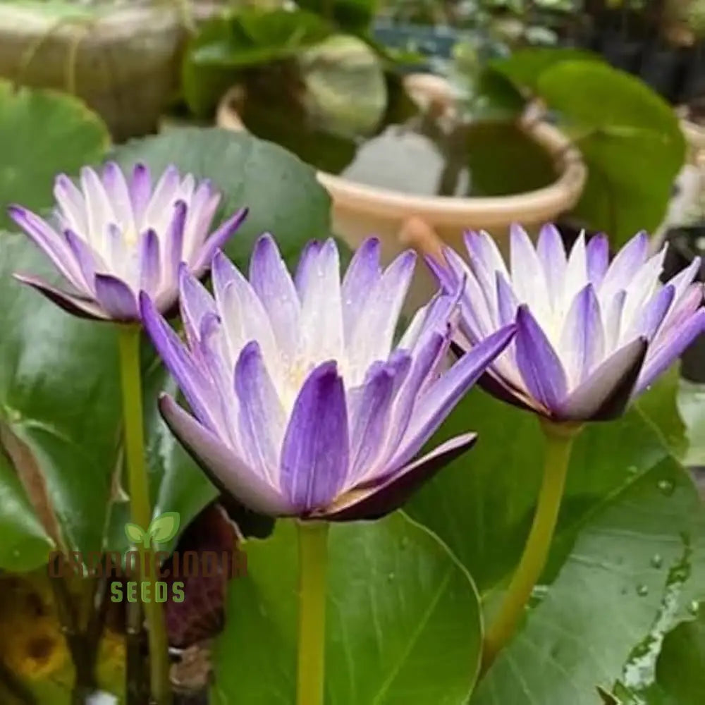 Waterlily Lotus Kamal Flower Seeds for Home Garden , Eco Pack (Red), Non GMO Flower Seeds for Gardening and Planting  Ideal for Home Garden Enthusiasts Seeking Beautiful Blooms