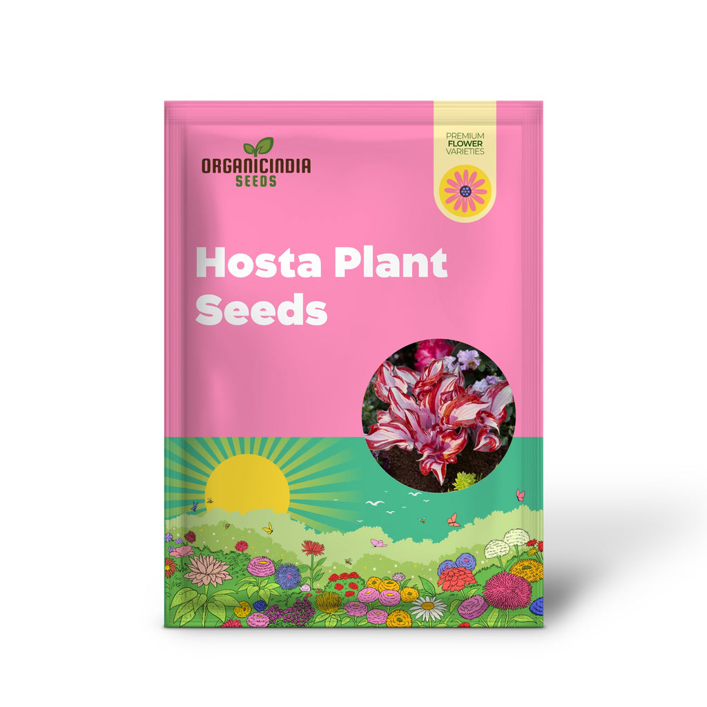 Red And White Hosta Seeds And Shade Loving Perennial with Wavy Red Edges And White Inner Leaves, Perfect for Elegant Garden Borders, Hardy in Zones