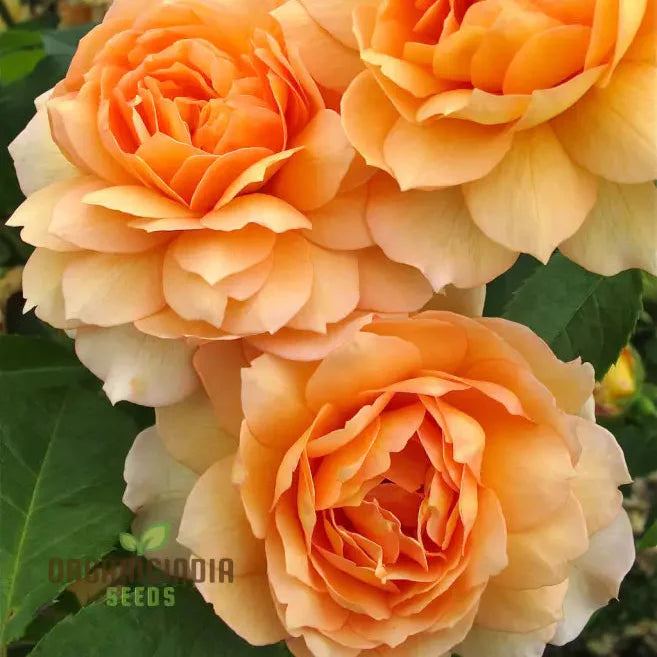 Graines de fleurs Gulab Rose (Lotus Orange) pour la plantation, graines de haute qualité pour des floraisons éclatantes
