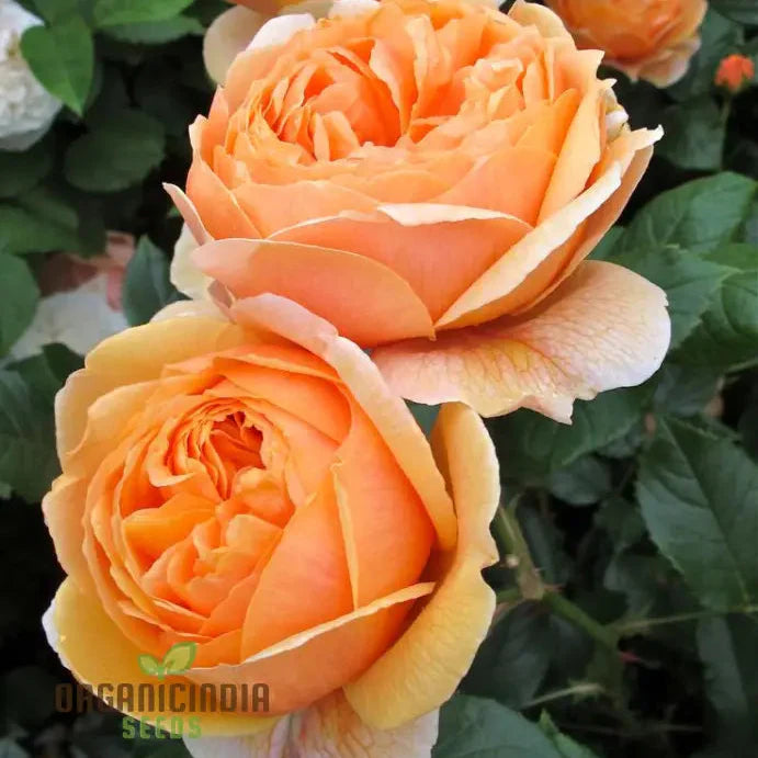 Graines de fleurs Gulab Rose (Lotus Orange) pour la plantation, graines de haute qualité pour des floraisons éclatantes