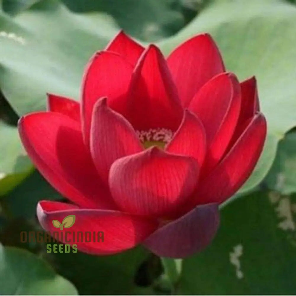 Graines de fleurs de lotus Roses rouges pour des floraisons de jardin éblouissantes