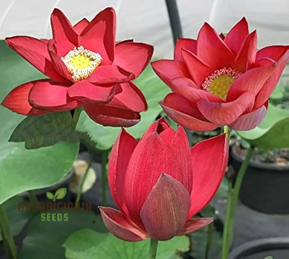 Graines de fleurs de lotus Roses rouges pour des floraisons de jardin éblouissantes