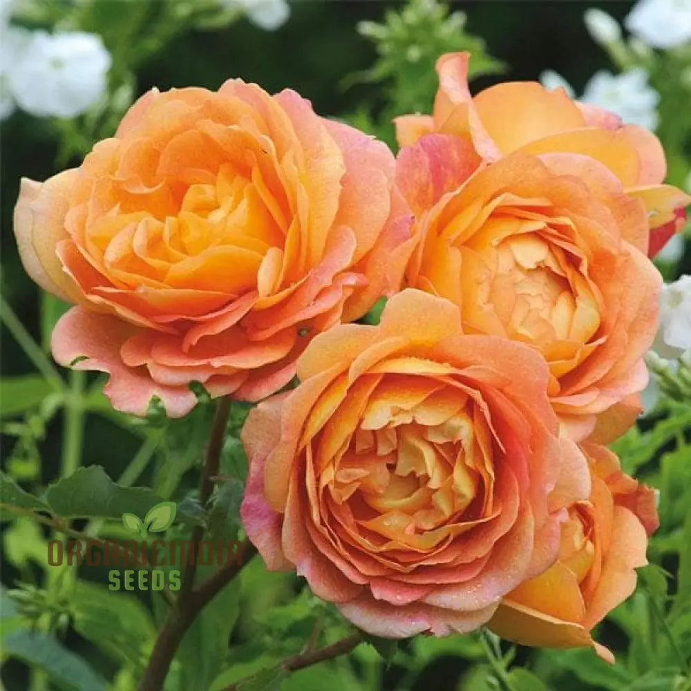 Graines de fleurs Gulab Rose (Lotus Orange) pour la plantation, graines de haute qualité pour des floraisons éclatantes