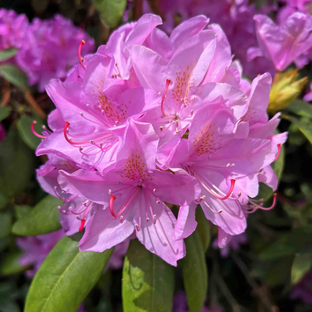 Roseum Elegans Rhododendron